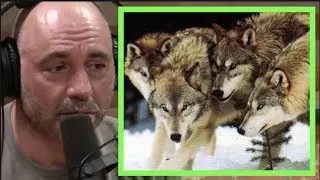 Joe Rogan | Wolf Super Packs in Russia