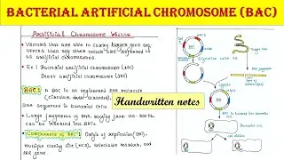 Bacterial artificial chromosome | BAC | Artificial chromosome vector | Applications