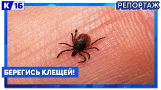 Берегись клещей