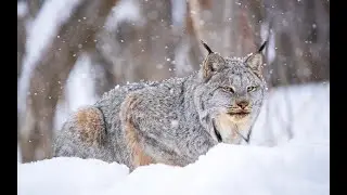 Неизведанная Европа Альпы - 2 серия