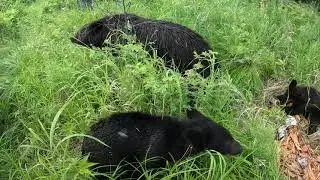 Медведица чешется.