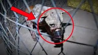 What happened to this doggy will surprise you!