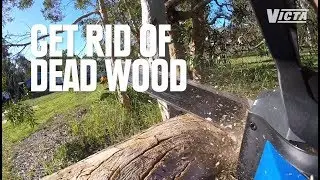 GET RID OF DEAD WOOD - Chainsaw Tips