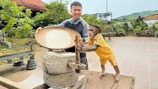 Cutis farmers use in the most surprising special way to turn rice into flour make cakes