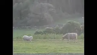 Animals fighting. I didn't expect that 