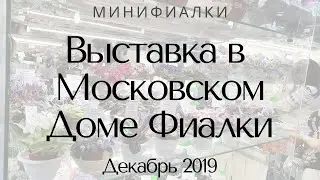 Выставка в Доме Фиалки Декабрь 2019 Минифиалки