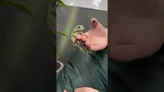 Вот такой трюкач живёт в Планете Экзотики 😁 🐸 