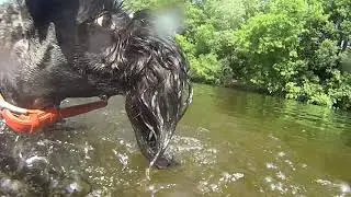 Керри блю терьер: первый в жизни заплыв / Kerry Blue Terrier: the first swim in her life