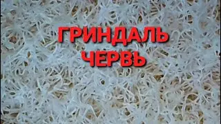 КОРМ ДЛЯ МАЛЬКА И ВЗРОСЛОЙ РЫБКИ! Гриндальский червь! От А до Я! Часть 3!
