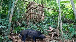 New tracks of wild boar, making cages with sharp spikes to trap, survival alone