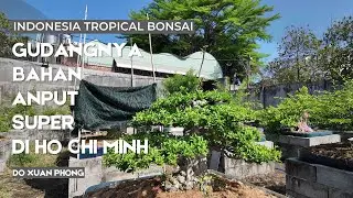 WOW Bahan Bonsai Anting Putri nya bikin ngiler...terbaek di Ho chi Minh.