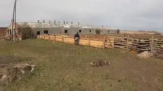 Эдильбаевская порода овец .