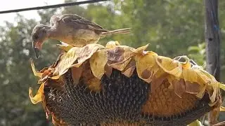 Why are sparrows bald?