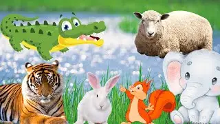 The most interesting animals: crocodile, tiger, squirrel, elephant, rabbit,...