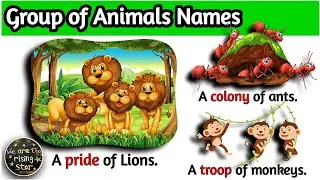 30 Group of Animals Names | Animals Video | Animals Name and Sound | WATRstar