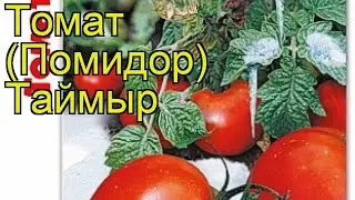 Томат Таймыр. Краткий обзор, описание характеристик, где купить семена solanum lycopersicum Tajmyr