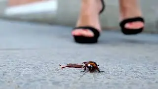 Ai cockroach crushing under sandals