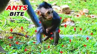 PITIFUL ... MANY RED ANTS BITE LITTLE MONKEY // JINX HURT & ITCHING CRY SEIZURE ON ANT AREA