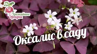 Оксалис в саду  #urozhainye_gryadki
