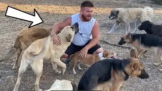 Çıtırın Doğumu Yaklaştı Köpeklerin Yerlerini Düzenledim