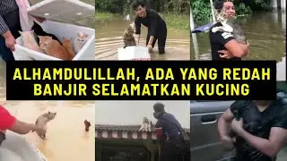 Kucing Diselamatkan Dari Banjir , Terima Kasih TIKTOKERS Malaysia