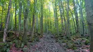 Sounds of Forest - Birds Singing - Noise of Forest