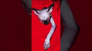В каких позах спит кошка Сфинкс лысые котята 