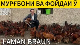 Мург бони ва фойдаи у ламан браун