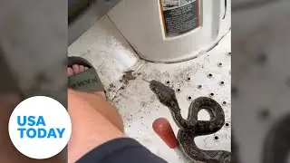 Australian farmer keeps cool during encounter with hitchhiking python | USA TODAY