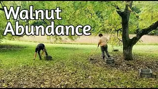 Black Walnut Harvest and Processing (2024 edition)