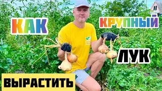 Крупный лук из семян.