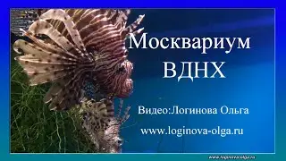 Моcквариум на ВДНХ в Москве. Видео. Логинова О.И. 2023