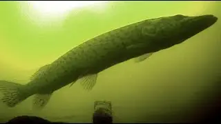 Амур. Атака щуки