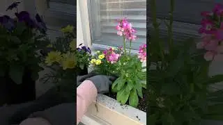 Spring Window Box with Cool-Weather Plants | Spring Container Garden #springgarden #containergarden