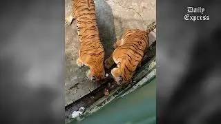 Tense encounter between tigers, kitten at Johor zoo