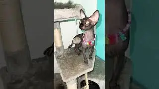 Лысая кошка сфинкс кто ест то работает