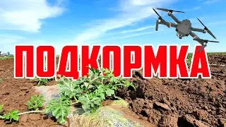 Подкормка 03 06 20