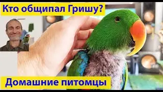 О потрепанных жизнью, но держащих нос по ветру. (видео 589)