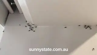 Black ants feeding on ant gel - Sunnystate Pest Control