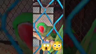 FUNNY 😂🤣 TALKING PARROT Cute 🥰🐣🐈🐥#ytshorts #shorts #youtubeshorts #parrot #mittoo #india