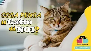 Cosa Pensa il Gatto di NOI?🐱