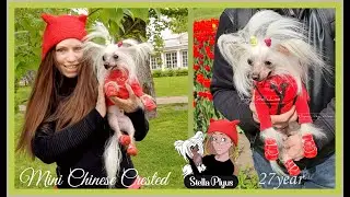 Chinese Crested - Моя Душа