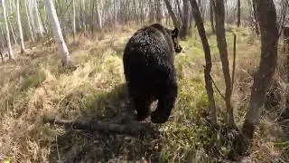 Медведи возвращаются за Дуськой.