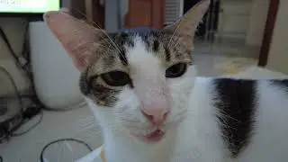 Funny and cute moments of cat loving family #6 Ringo the Cat