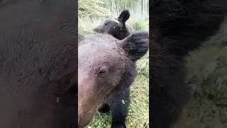 Буржуй испугался полёта шмеля. 