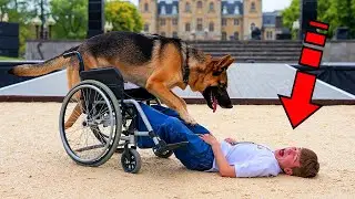The mother screamed when she saw what the huge dog did to her disabled son!