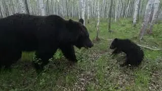 Уставшие медведи идут домой.