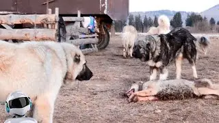 Волкодавы в Деле / На что Способны Собаки против Волка