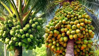 Coconut cultivation techniques get high yields quickly100%