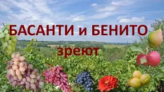 @Виноград Басанти и Бенито зреют  Виноградник Гергеля